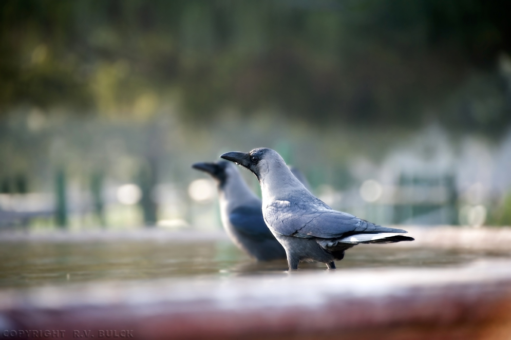 Indian House Crow (Corvus Splendens) Delhi, Vijay Chowk. [© R.V. Bulck]